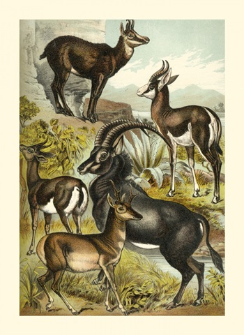 Johnson's Antelope
