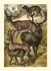 Johnson's Deer