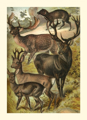 Johnson's Deer