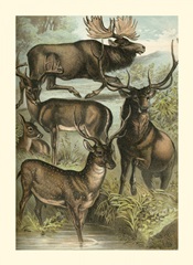 Johnson's Deer & Elk