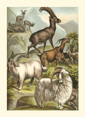 Johnson's Goats