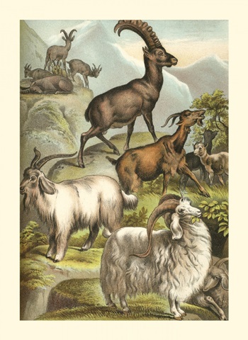 Johnson's Goats