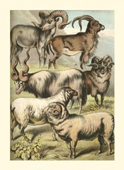 Johnson's Sheep