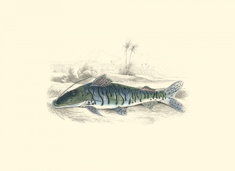 Lizars' Game Fish II