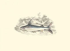 Lizars' Game Fish IV