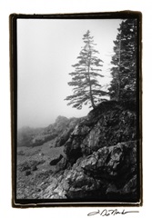 Lone Tree