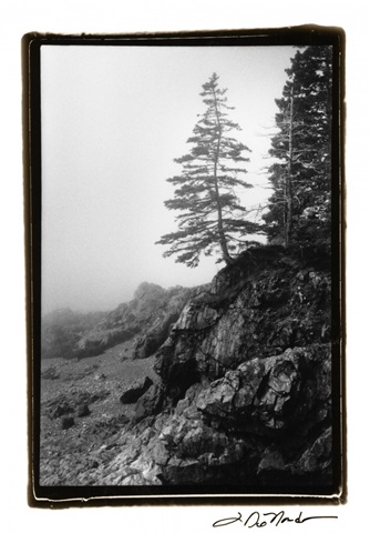 Lone Tree