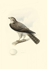 Meyer's Hawk I
