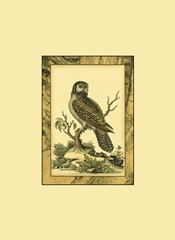 Mini Majestic Perch III