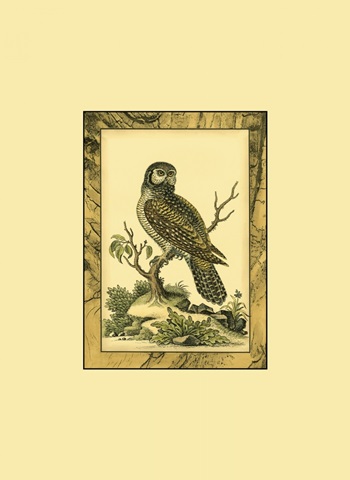 Mini Majestic Perch III