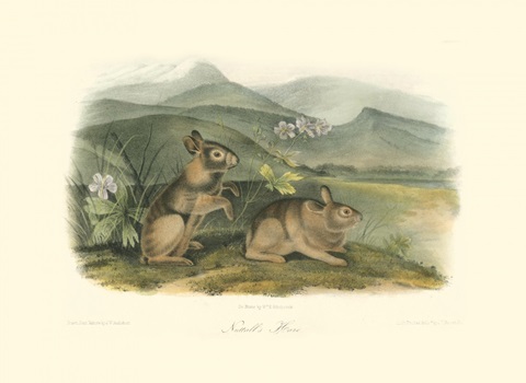 Nuttall's Hare