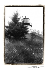 Owl's Head with Tree