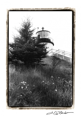 Owl's Head with Tree