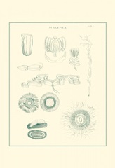 Sea Nettles I