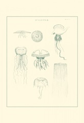 Sea Nettles II
