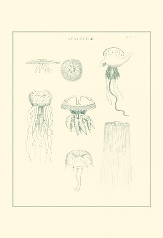 Sea Nettles II