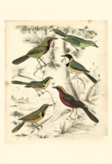 Small Avian Habitat III