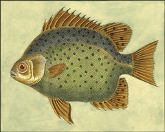 Small Butterfly Fish II