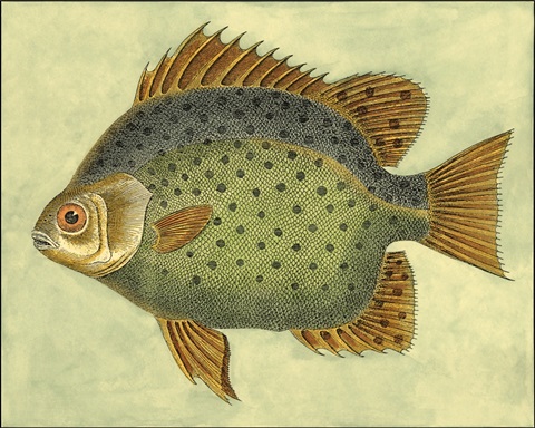 Small Butterfly Fish II