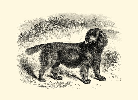 Sussex Spaniel