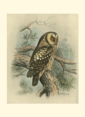 Tengmalm's Owl