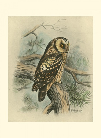 Tengmalm's Owl