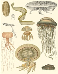 Underwater Oddities II