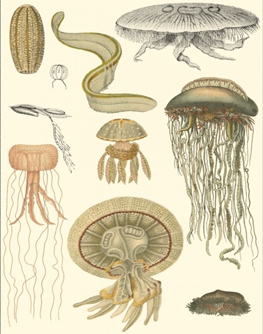 Underwater Oddities II