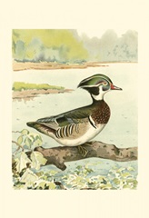 Woodduck Male