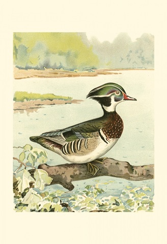 Woodduck Male