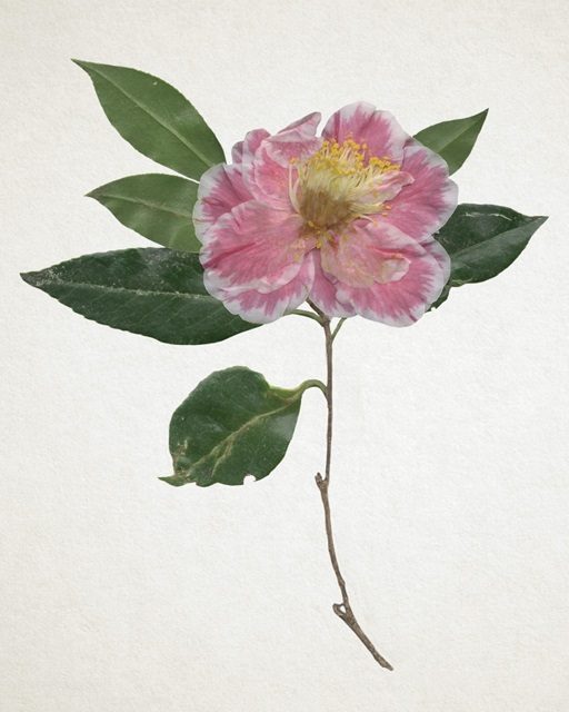 Pressed Camellia I