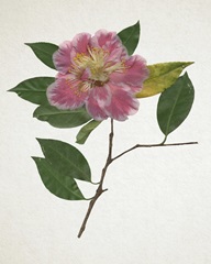 Pressed Camellia II