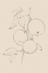 Fruit Contour Study I