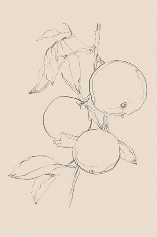 Fruit Contour Study I