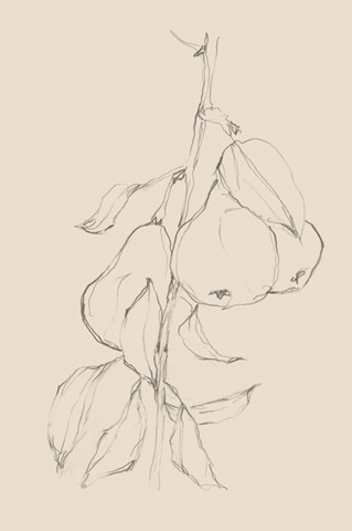 Fruit Contour Study II