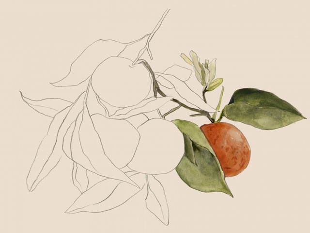 Tangerine Sketch I