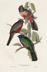 Elegant Trogons V