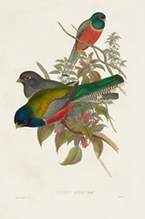 Elegant Trogons VII