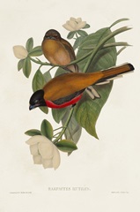 Elegant Trogons VIII