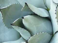 Agave Detail I
