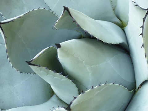 Agave Detail I