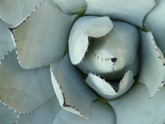 Agave Detail II