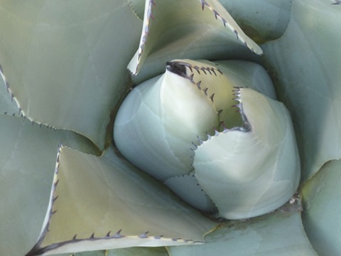 Agave Detail III