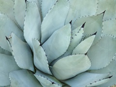 Agave Detail IV