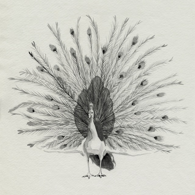Ebony Plumed Peacock II