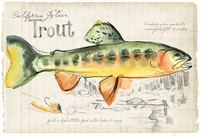 Trout Journal Collection A