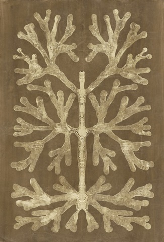 Printed Umber Curiosities I