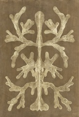 Printed Umber Curiosities II