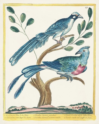 Pastel Birds VI