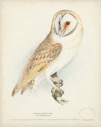 Barn Owl